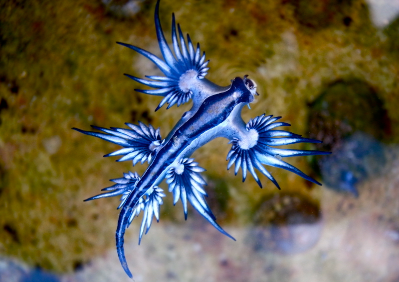 Illustration for article titled Striking Photographs Of Sea Slugs Expose The Alien World Under the Sea